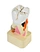 Teeth anatomy model